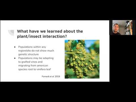 VEN290 Spring 2020: Update on phylloxera research
