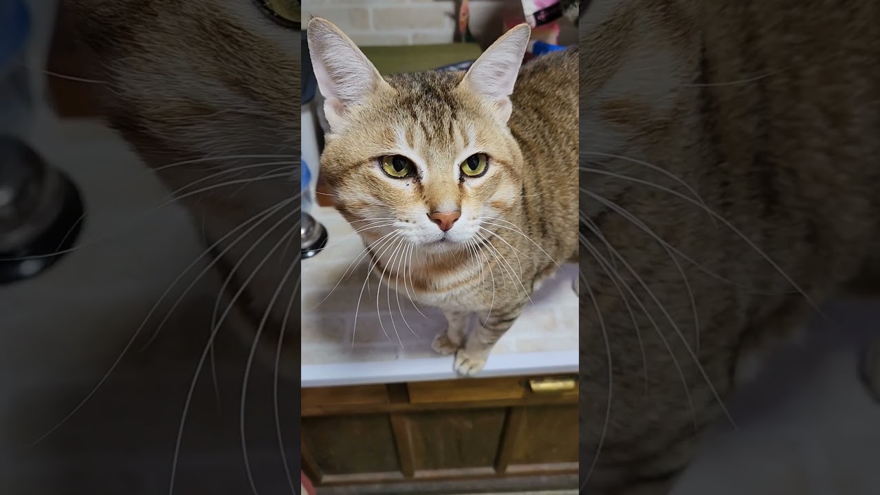 リスナー様からクリスマスプレゼントを頂きました😸🐶😊