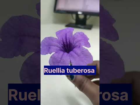 #ruellia #shorts #youtubeshorts