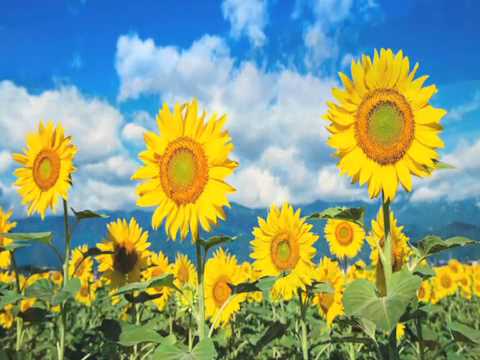 Sunflower Thumbnail