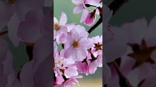 Download lagu pertemuan guru sekumpul dengan datu bagul. mp3