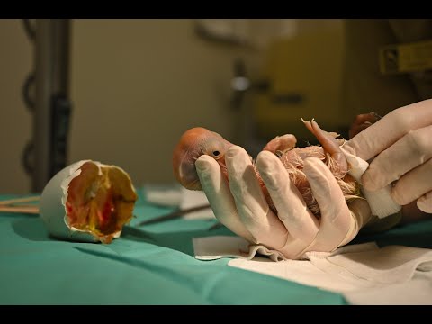 EGG-CITING! See California Condor Chick #LA1720 Hatch and Grow