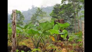 preview picture of video 'Agro eco turismo   Nueva Guinea, Nicaragua SD 480p'