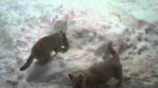 Luka and Annie love to dig snow ... siberian husky puppy snow excavation