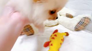 ポメラニアンの動画02