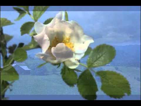 DOINA Romaneasca  VARA VARA PRIMAVARA