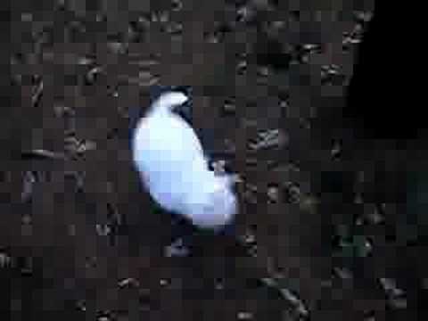 Valparna sex veckor och 5 dar