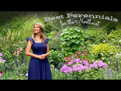 🌼Best Perennials for North East Gardens: Top Picks for 2024🌿 🌸