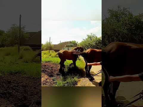 Могучий тяжеловоз встретил лошадь — невероятные кадры на ферме! 🐎🔥#animals #horse #wildlife #facts