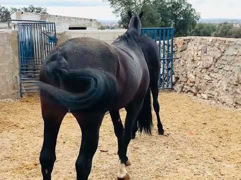 Caballo y yegua capa negra de pura raza. Play horse. Empezamos la etapa de cubricion y reproducción