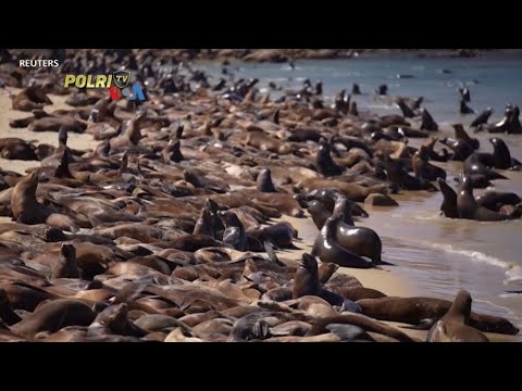 VOA - PULIHNYA POPULASI SINGA LAUT GAIRAHKAN SEKTOR WISATA