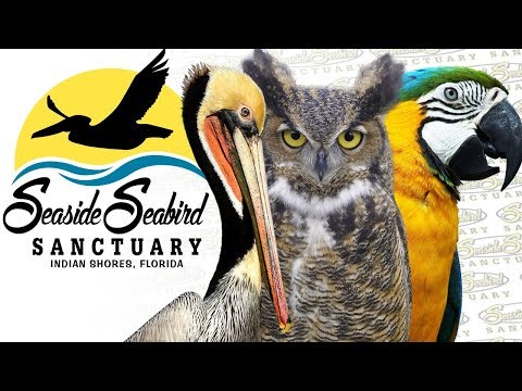 Seaside Seabird Sanctuary in Indian Shores Florida