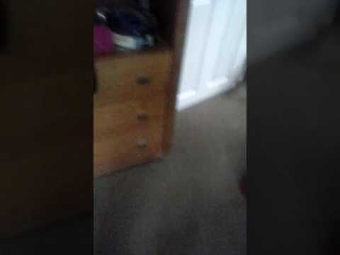 Mi perrita esta loca