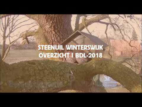 STEENUIL | samenvatting broedseizoen