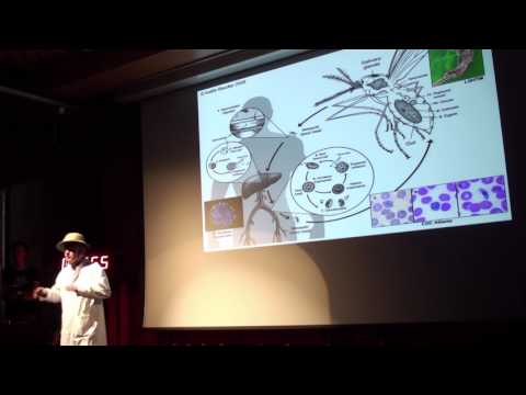 11. Science Slam Zürich - "Malaria - the age-old fight between mosquitoes and men."