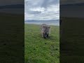 Cute Wombat Approaches Australian Woman And Curiously Sniffs Her Phone