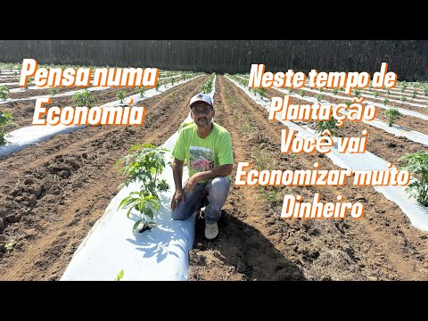 Plantação de café na lona . Detali as mudas são de perp Port