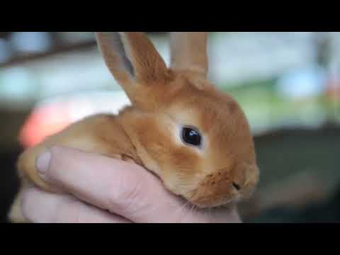 Spring - Video for Kids Learning English
