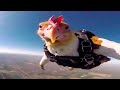 Funniest Animal Videos Ever Part 3