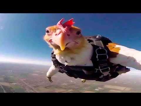 Les vidéos d'animaux les plus drôles de tous les temps (partie 3)