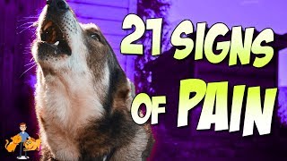 How To Tell If Your Dog Is In Pain (21 secret signs of pain in dogs)