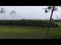Pojok Kidul Desa Kesamiran