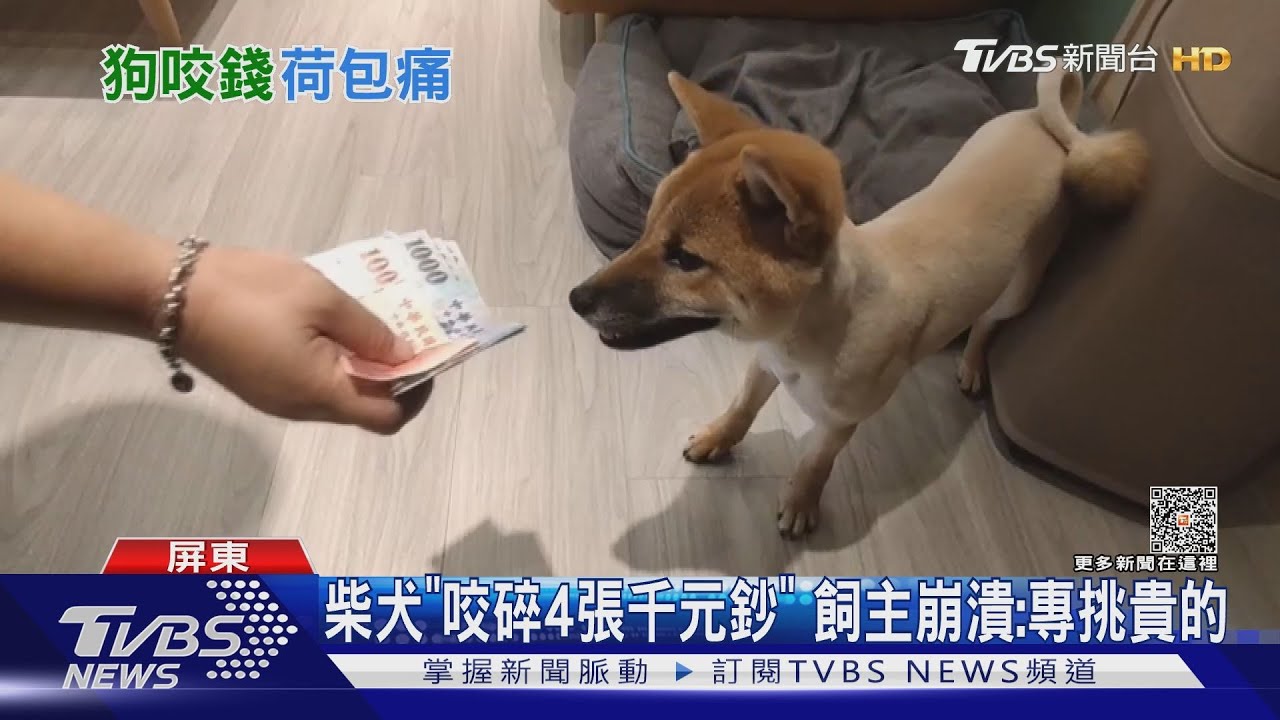 調皮柴「咬4張千元鈔」百鈔完好! 飼主崩潰:專挑貴的