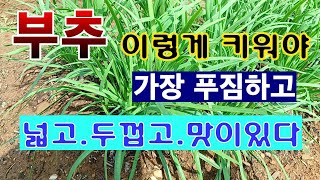 [텃밭농부. 1,017]  부추 이렇게 키워야 가장 푸짐하고 넓고, 두껍고, 맛이있다.