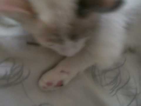 Bibiana Syle episodio II