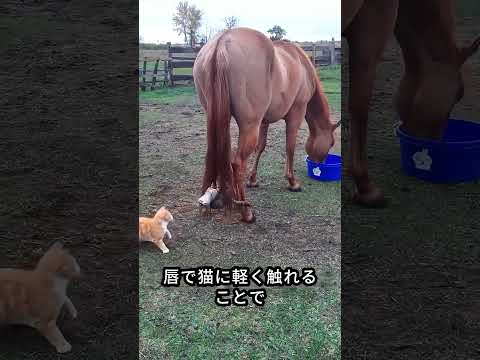 なぜ馬は猫がこんなに好きなのか
