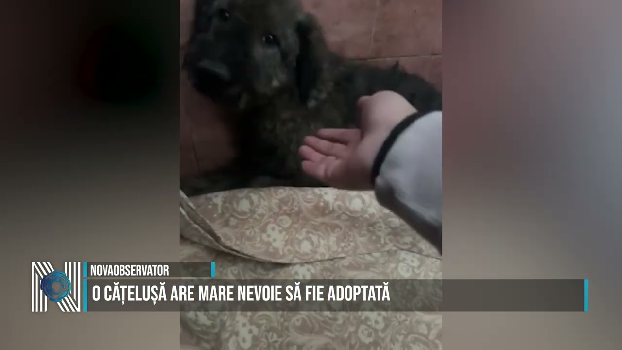 O CĂȚELUȘĂ ARE MARE NEVOIE SĂ FIE ADOPTATĂ