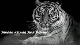 Download lagu story wa khodam macan!! mp3