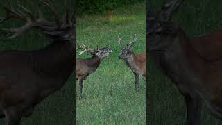 How old is this stag?
