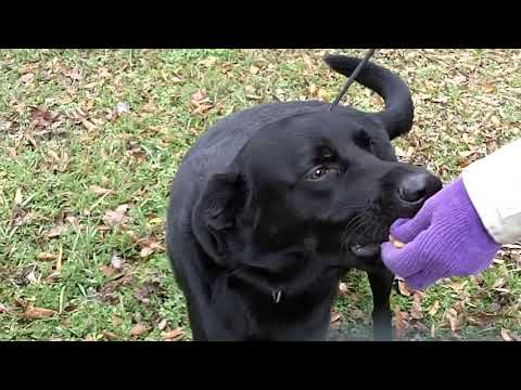 Matthew #4, an adopted Black Labrador Retriever Mix in Killingworth, CT_image-1