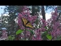 The Daily Sprout 18 Butterfly Interlude