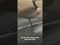 Girl Cries Over Goose Having One Leg