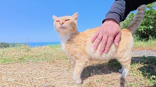 島の絶景スポットで茶トラ猫が可愛い声で歓迎してくれた