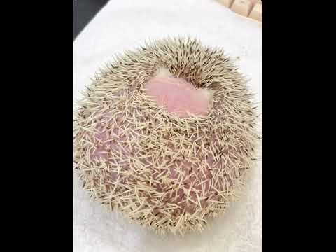 Chubby little one gets mad when tummy tickled#shorts #funny #comedy