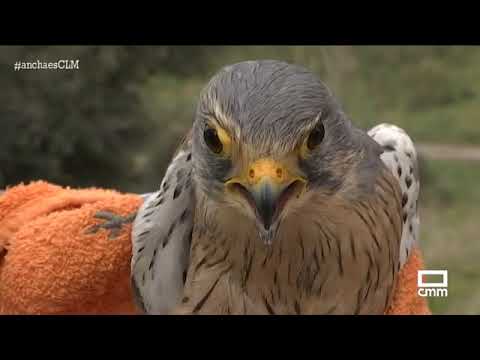Recuperan y sanan aves | Ancha es Castilla-La Mancha - CMM