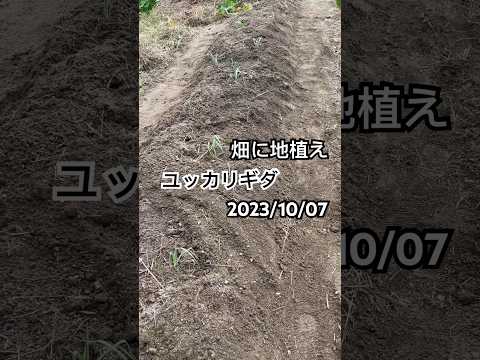 糸状のヤシユリ、ガーデンユッカ 植物