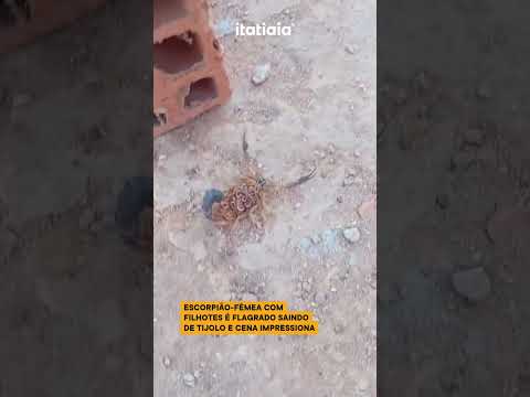 ESCORPIÃO-FÊMEA COM FILHOTES É FLAGRADO SAINDO DE TIJOLO E CENA IMPRESSIONA