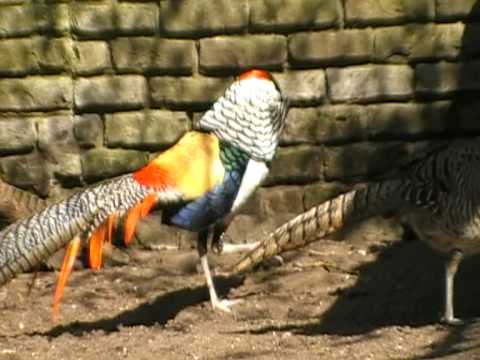 Lady Amherst pheasant courtship display