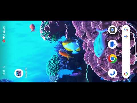 Ocean Fish Live Wallpaper Video