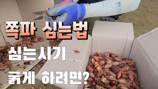 쪽파 심는법 굵게 하려면  꼭 잘라서 심어야 #쪽파밑거름 #쪽파심는시기