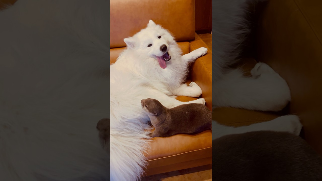 にこにこサモエドが大好きなカワウソきなこ❤️