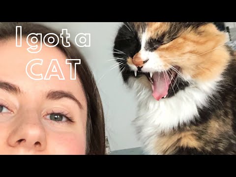 I got a CAT!!! 😸// Pet prep, calico rescue adoption, vet visit, and cat videos