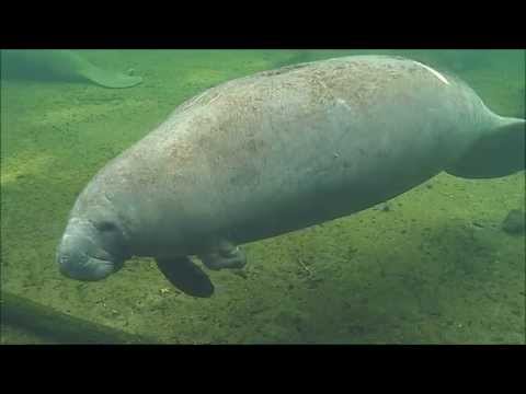 Crab Trap Footage