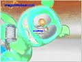 Klaskyklaskyklaskyklasky Gummy Bear In Fake G Major 13 G Major With Normal Color