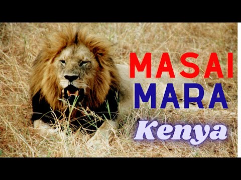 मसाई मारा केन्या सफारी, Masai Mara | Kenya Safari |Trending Places in the World | Top 10 |