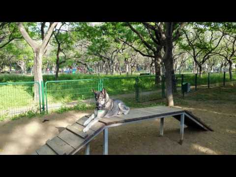 DJI Mavic , Dog Test